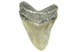 Serrated, Fossil Megalodon Tooth - Huge NC Meg #308525-2